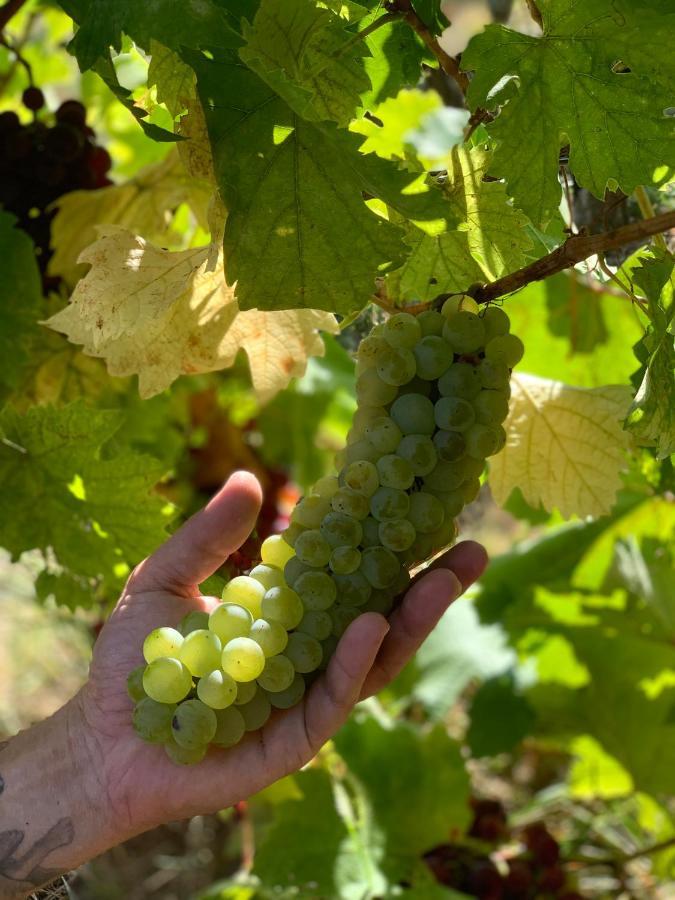 Kisvulkan Nyulontul Mencshely Εξωτερικό φωτογραφία
